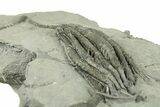 Fossil Crinoid (Scytalocrinus) - Crawfordsville, Indiana #269853-4